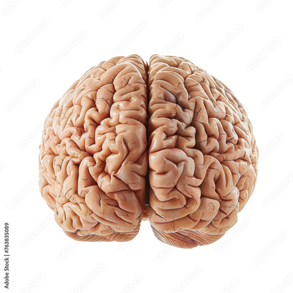 from a medical point of view, an accurate illustration of the brain. isolated on a white background. With clipping path from a medical point of view, an accurate illustration of the brain. isolated on a white background. With clipping path