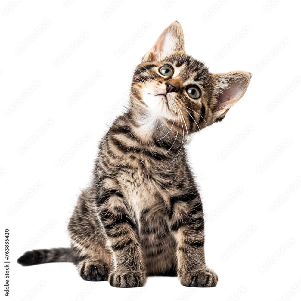 The kitten tilted its head to the side on a white background. With clipping path