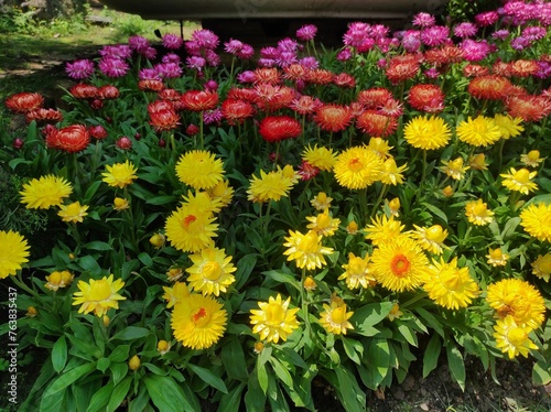 Xerochrysum bracteatum, commonly known as the golden everlasting or strawflower photo