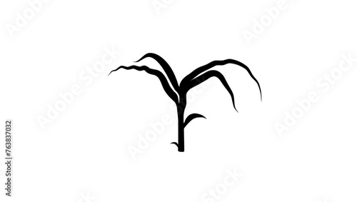 Young corn plant, black isolated silhouette