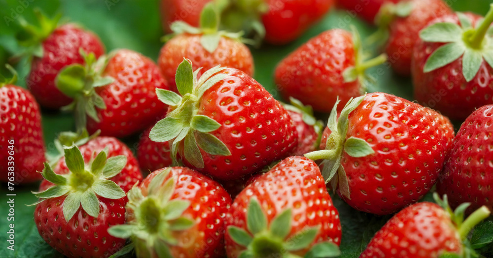 Close-up of juicy ripe strawberries, vibrant red background Close-up of juicy ripe strawberries, vibrant red background