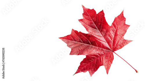 Red Maple Leaf on Transparent Background  PNG Format