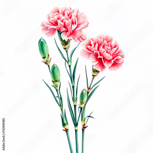 A trio of delicate pink carnations with buds on a pristine white background