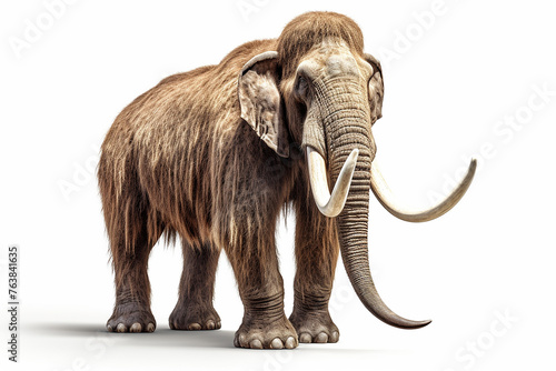 woolly mammoth, prehistoric mammal isolated with shadow on white background (3d illustration) photo