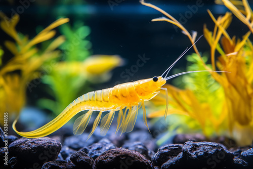 Yellow freshwater shrimp Neocaridina heteropoda in the aquarium photo