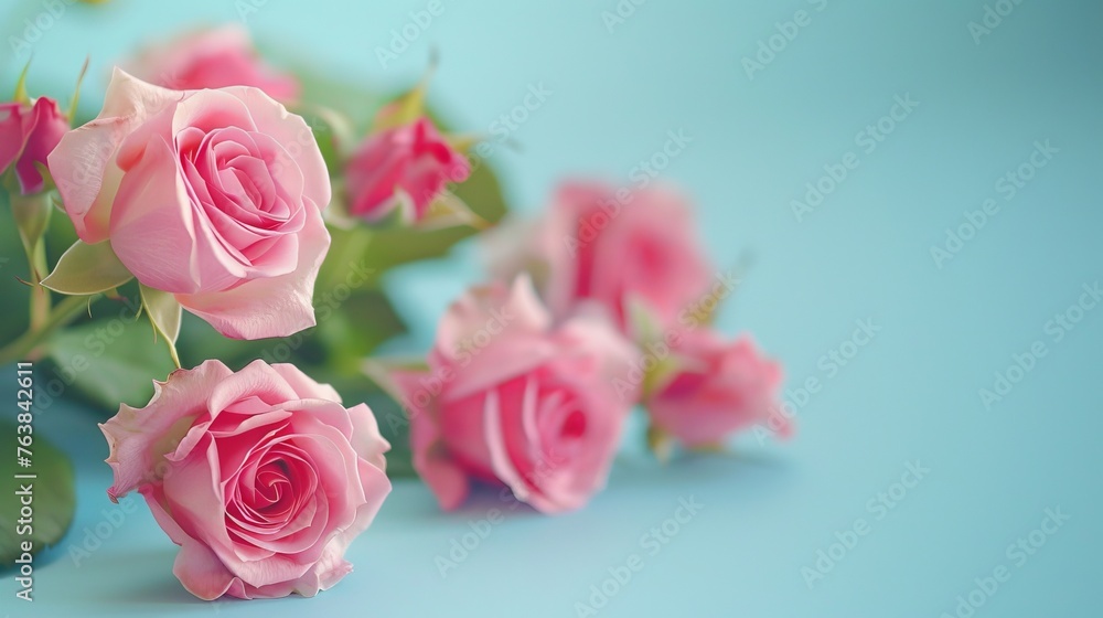 Romantic pink roses 