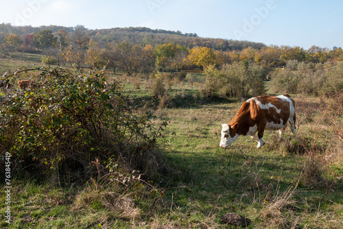 Cow on the hill in the bushes.