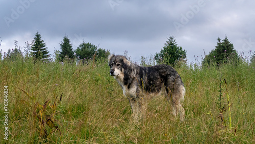 old herder dog in the Carpathian Mountains photo