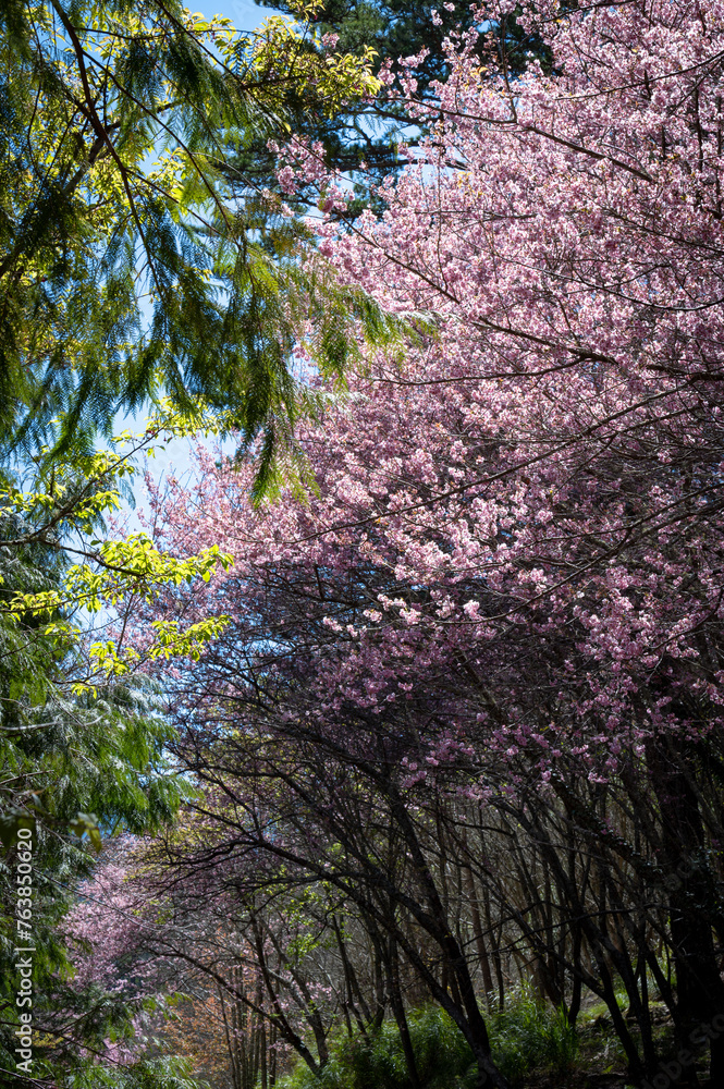 Cherry blossom full bloom nearby the trail, sunlight go through the leafs and flowers, shoot in long lens, in Wuling farm, Taichung, Taiwan. Cherry blossom full bloom nearby the trail, sunlight go through the leafs and flowers, shoot in long lens, in Wuling farm, Taichung, Taiwan.