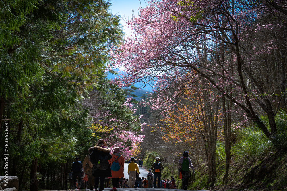 Cherry blossom full bloom next to the roadway, sunlight shines between the flowers, many people strolling, shoot in long lens, in Wuling farm, Taichung, Taiwan. Cherry blossom full bloom next to the roadway, sunlight shines between the flowers, many people strolling, shoot in long lens, in Wuling farm, Taichung, Taiwan.
