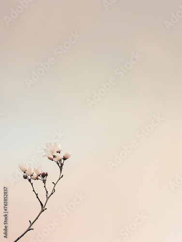 Pastel Serenity: Cherry Blossom Whisper. A cherry blossom branch delicately graces the pastel expanse of dawn's early light, exuding a serene simplicity.