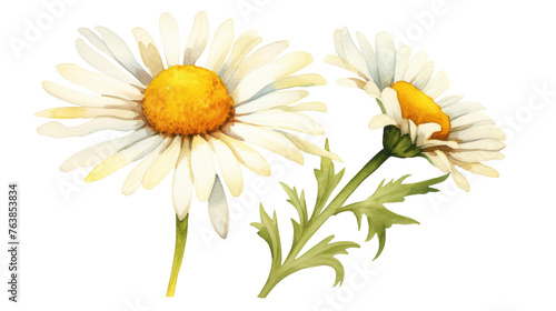 Isolated Watercolor Daisy Flower Element on isolated Transparent background. PNG Format