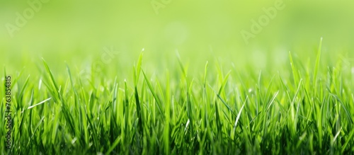 Close-up of lush green grass field with blurred backdrop
