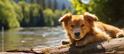 A tired dog resting on a tree trunk near a stream © Ilgun