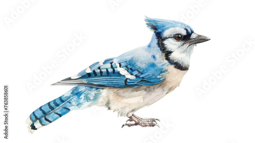 Watercolor Painting of Blue Jay on isolated whiteTransparent background. PNG Format