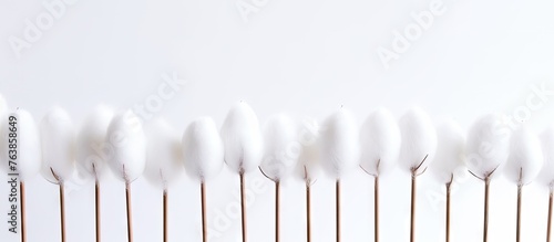 Many white cotton flowers on sticks in a row