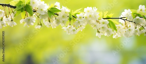 Branch of Tree with White Flowers