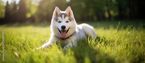 A happy dog resting in the grass with its tongue out