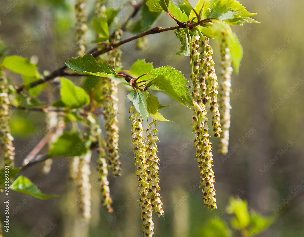 close-up of birch blossoms, birch allergy, pollen close-up of birch blossoms, birch allergy, pollen