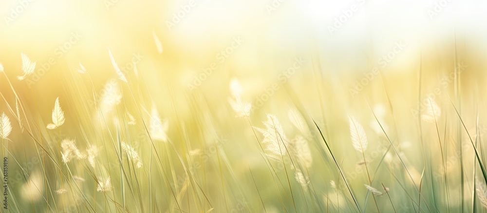Blurred grassy field background