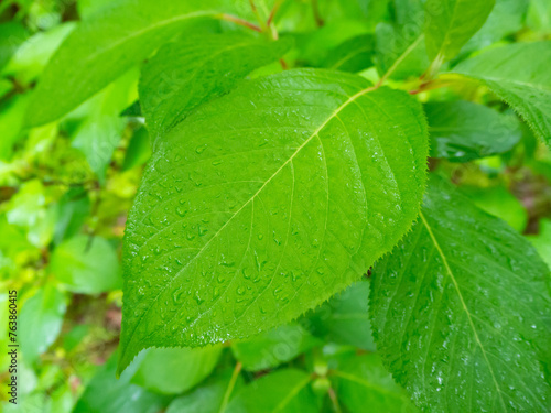 梅雨時期の雨上がりの水滴がついたみずみずしい緑色の葉っぱ