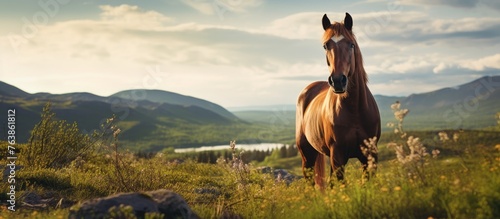 A horse in a scenic field with mountain backdrop