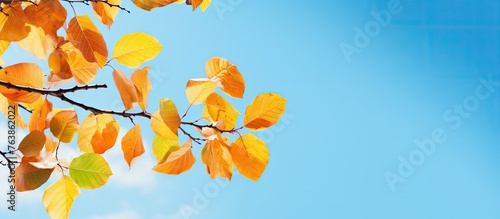 A tree with yellow leaves under a blue sky