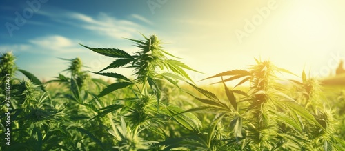A field of cannabis plants under the sun