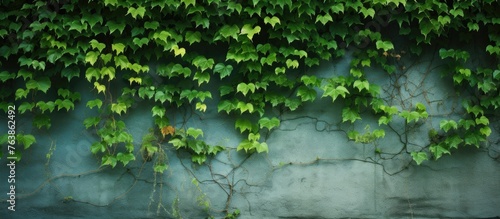 Green leaves close-up on a wall with ivy growth on a commercial building © Ilgun