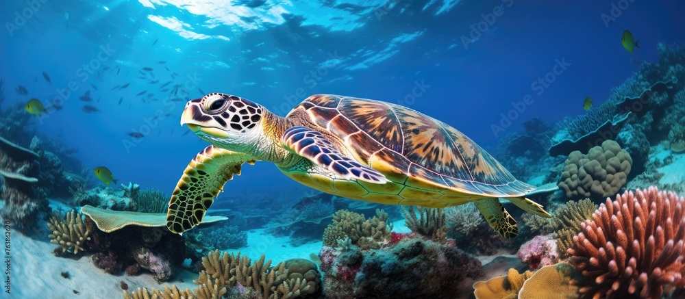 Turtle swimming among ocean corals with fish Turtle swimming among ocean corals with fish