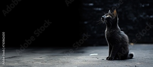 A black cat gazing upwards on the ground