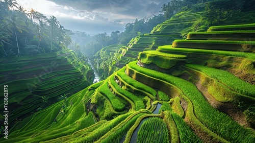 Rice farming in terraced rice fields in mountainous areas. Agriculture and the staple food concept. photo