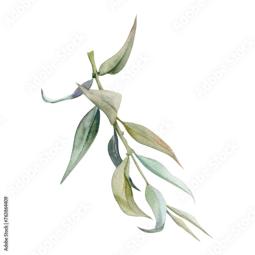 Hand drawn watercolor illustration botanical leaves. Osier ash oak acacia blackwood willow lancet eucalyptus laurel branch. Single object isolated on white background. Design wedding  love cards  shop