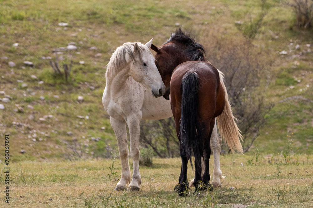White and dark bay wild horse stallions facing off before fighting in the Salt River desert area near Scottsdale Arizona United States White and dark bay wild horse stallions facing off before fighting in the Salt River desert area near Scottsdale Arizona United States