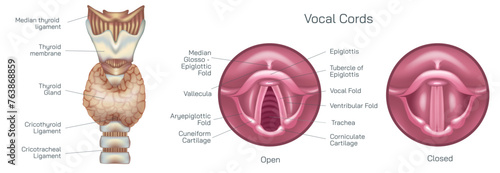 the vocal cords, or vocal folds, are two muscular bands inside the throat or voice box that produce the sound of your voice vector illustration. Closed and open folds. they help breathe and swallow.