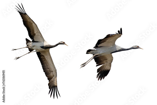 Common cranes in flight on isolated transparent background photo