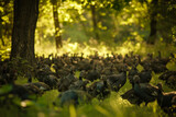 Flock of Turkeys Grazing