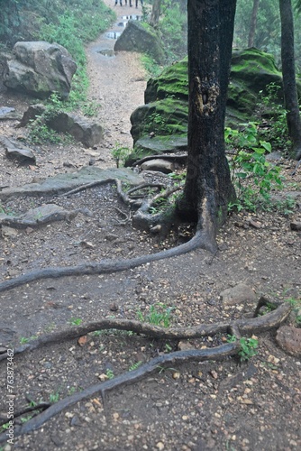 Forest floor with tree roots and green moss covering.