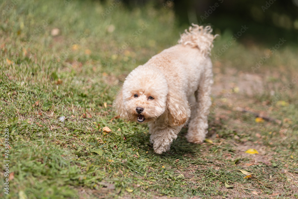 A toy poodle runs on the lawn in the backyard of a house - space for the dog to walk