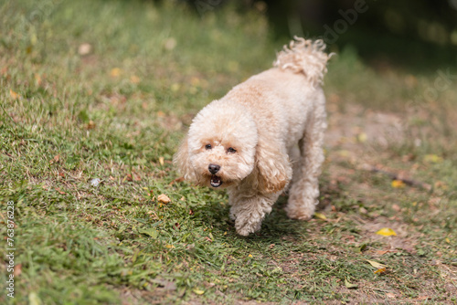 A toy poodle runs on the lawn in the backyard of a house - space for the dog to walk