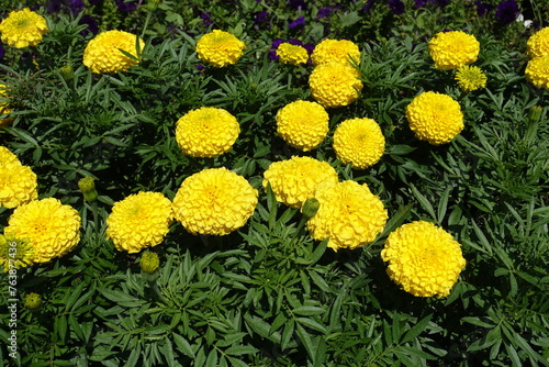Dark green leafage and bright yellow flowers of Tagetes erecta in July