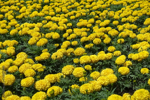 Countless yellow flowers of Tagetes erecta in July