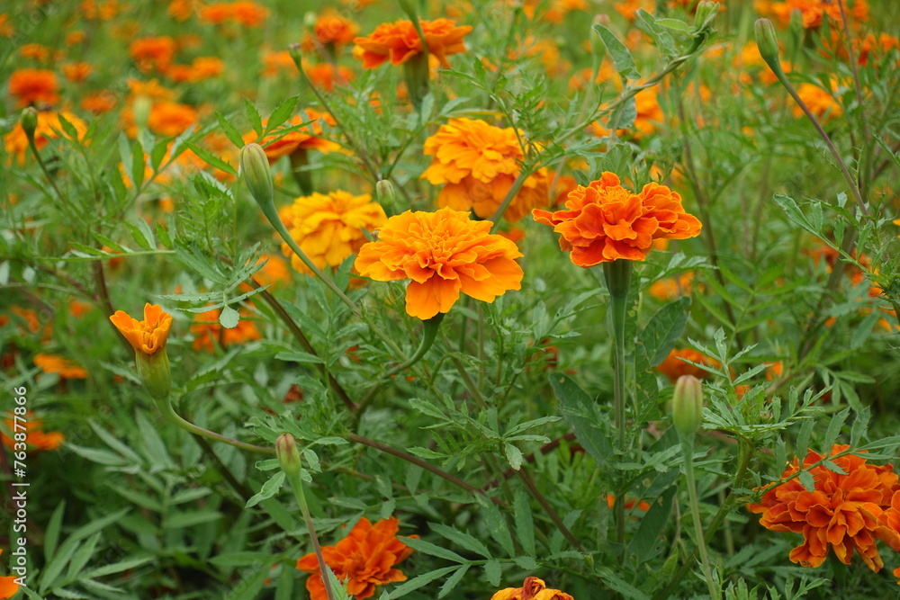 Bloom of vibrant orange Tagetes patula in July