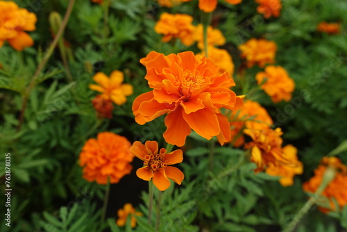 Close shot of orange flower of Tagetes patula in July photo