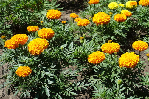 Orange and yellow flowers of Tagetes erecta in July © Anna
