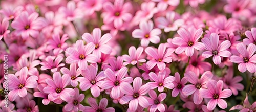 A variety of pink flowers, including violets, are blossoming in a field. These terrestrial plants create a beautiful groundcover with their vibrant petals