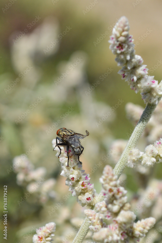 Close up wild fly on aerva javanica flower plant leaf. natural herbals flora Close up wild fly on aerva javanica flower plant leaf. natural herbals flora