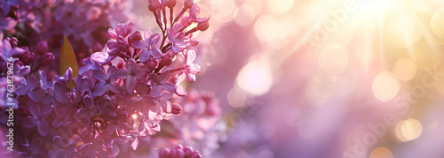 lilac flowers white and purple over sun shine background photo