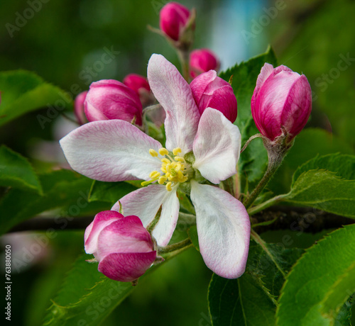 Apple tree flower.
Apple tree blossoms are always a beautiful sight.
