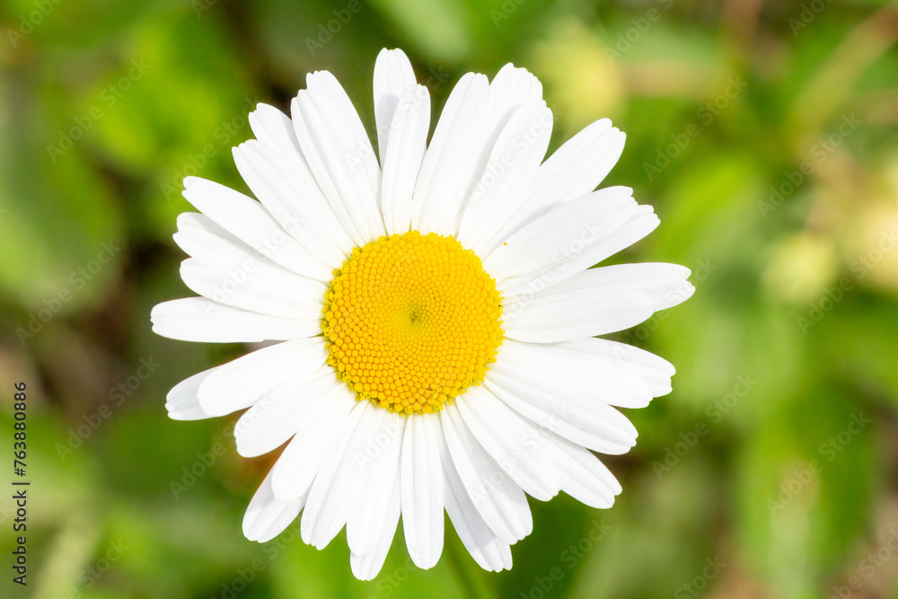 Fototapeta premium Bud of chamomile flower with blurred natural background